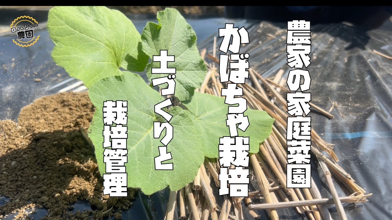 【かぼちゃの育て方】土づくりから植え付けまで【農家の家庭菜園】【カボチャ】【ブラックのジョー】