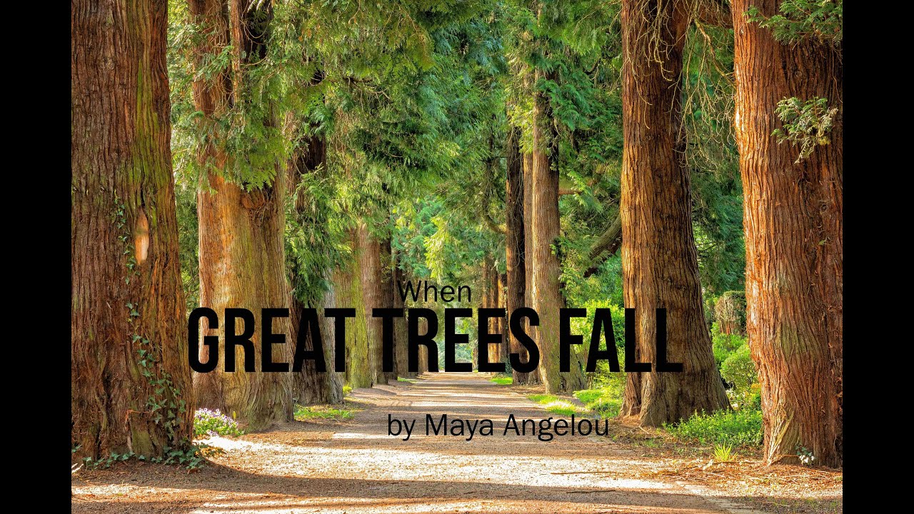 When Great Trees Fall by Maya Angelou line by line explanation. Everything you need to know.