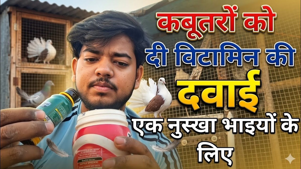 कबूतरों की ब्रीडिंग और अंडों की संख्या बढ़ाने के लिए खास विटामिन। #pigeonlaver 