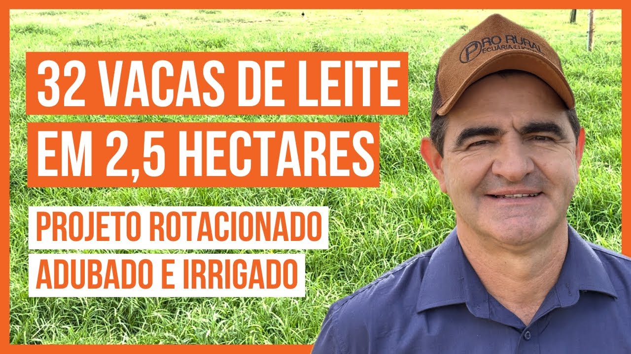 32 VACAS DE LEITE EM 2,5 HECTARES - PROJETO ROTACIONADO ADUBADO E IRRIGADO 