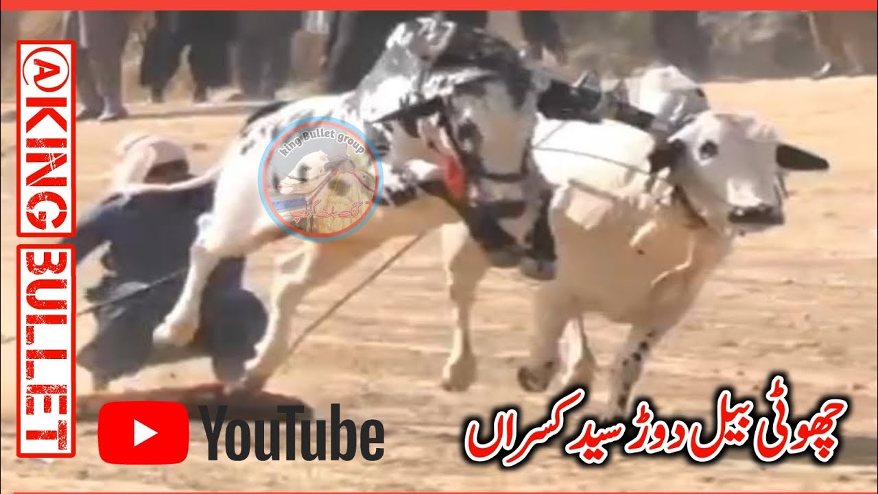 Bull race in Pakistan #bullrrace #kingbullet
