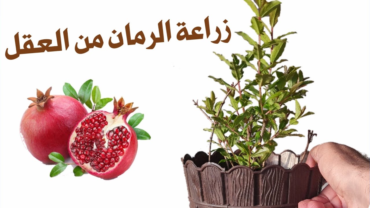 أسهل طريقة لزراعة شجرة الرمان بالعقل، و تسريع نموه و طريقة تسميده