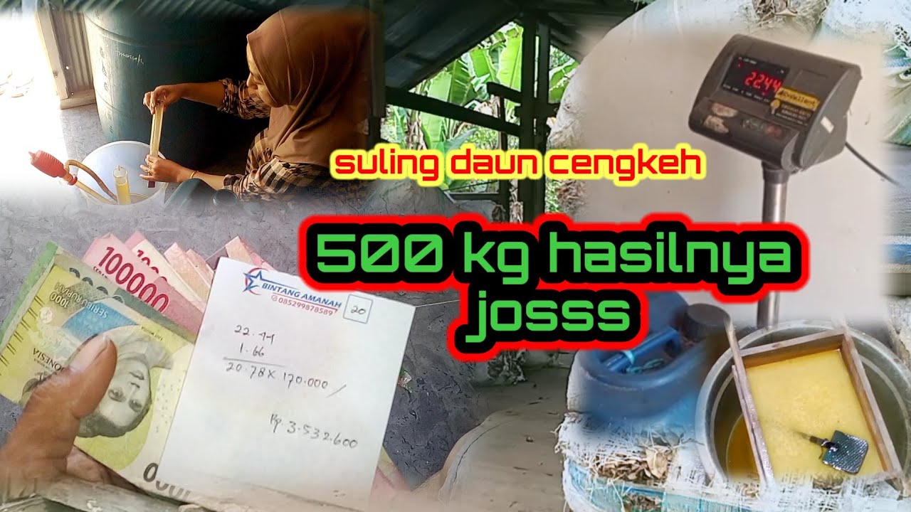 SULING DAUN CENGKEH 500 KG DAN HASILKAN MINYAK 22 KILO LEBIH