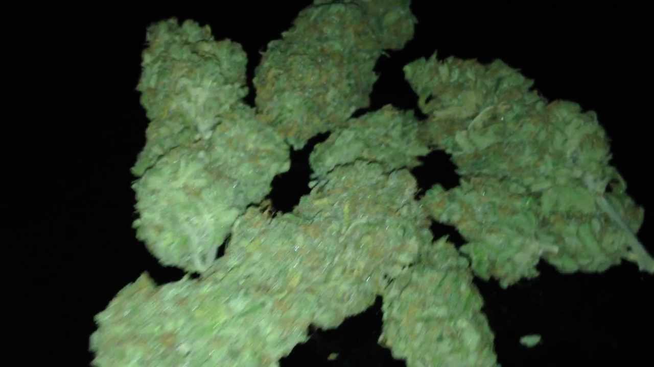 Blue Dream Flower Room Final Video