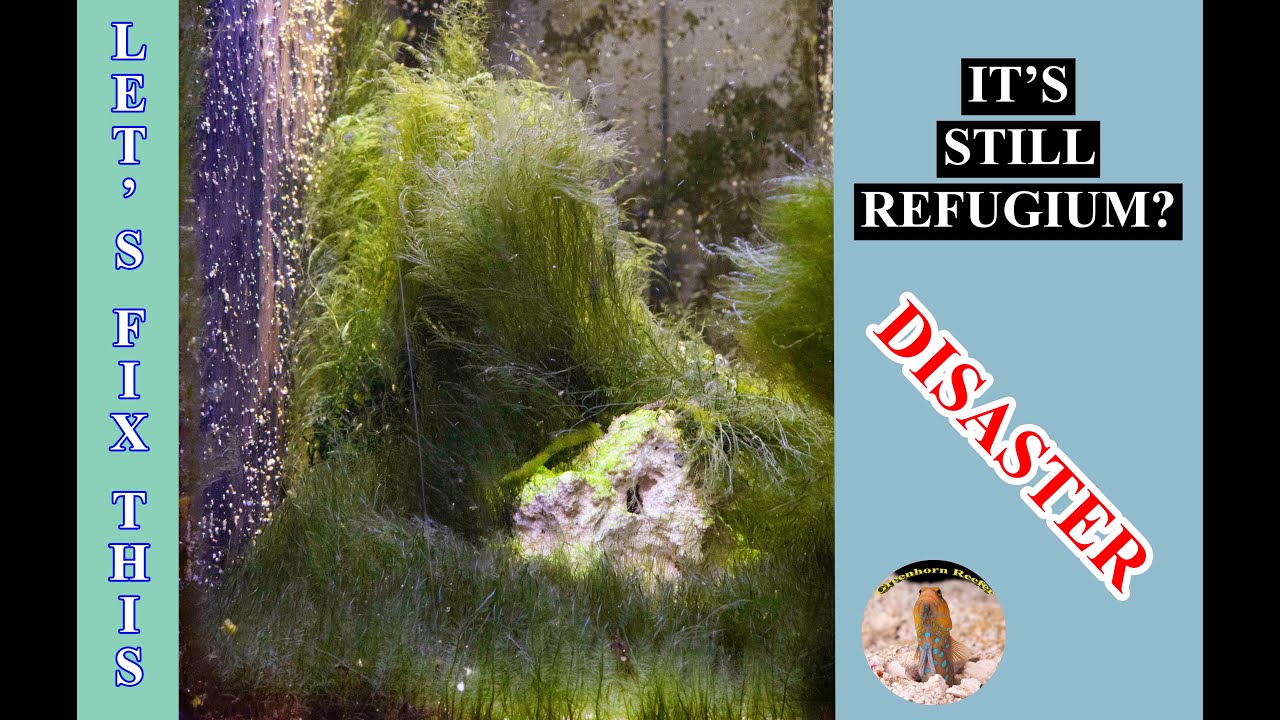 LET'S FIX THIS | REFUGIUM DISASTER !! | 300 L Reef Tank California ~ Greenhorn Reefer