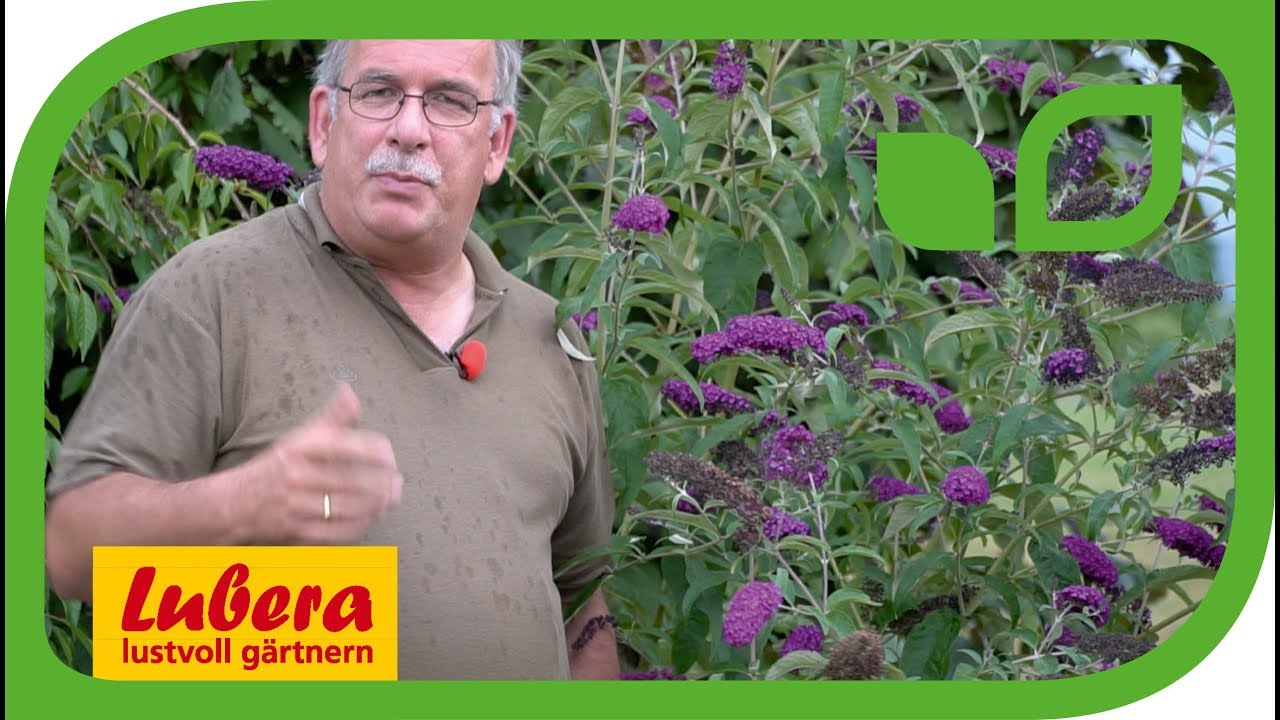 Die verbotene Schönheit der Buddleja davidii