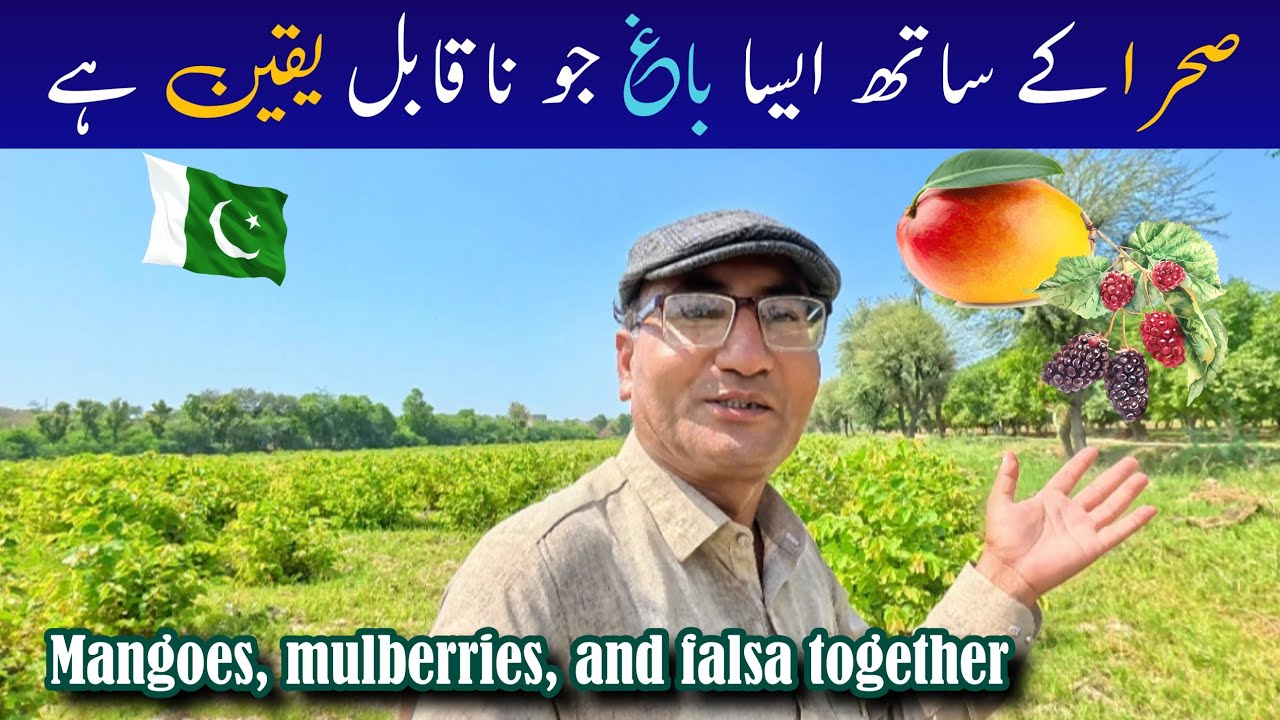 A Hidden Paradise of Mangoes, Mulberries & Falsas | Pakistan landscape