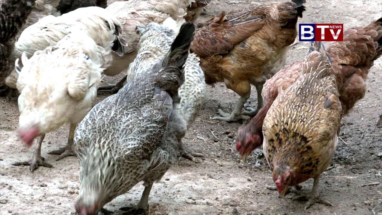 Cambodia Feed The Chicken Farm Part9