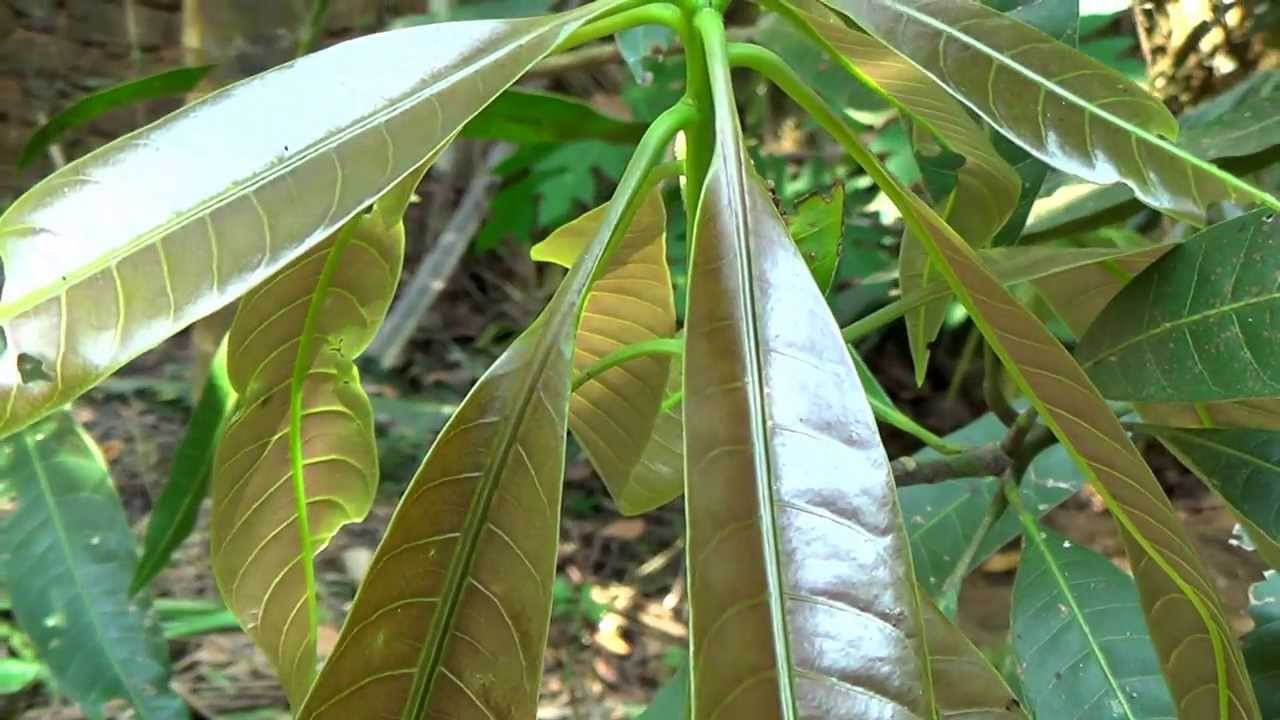 Sony HDR-CX290 Test Video - 1