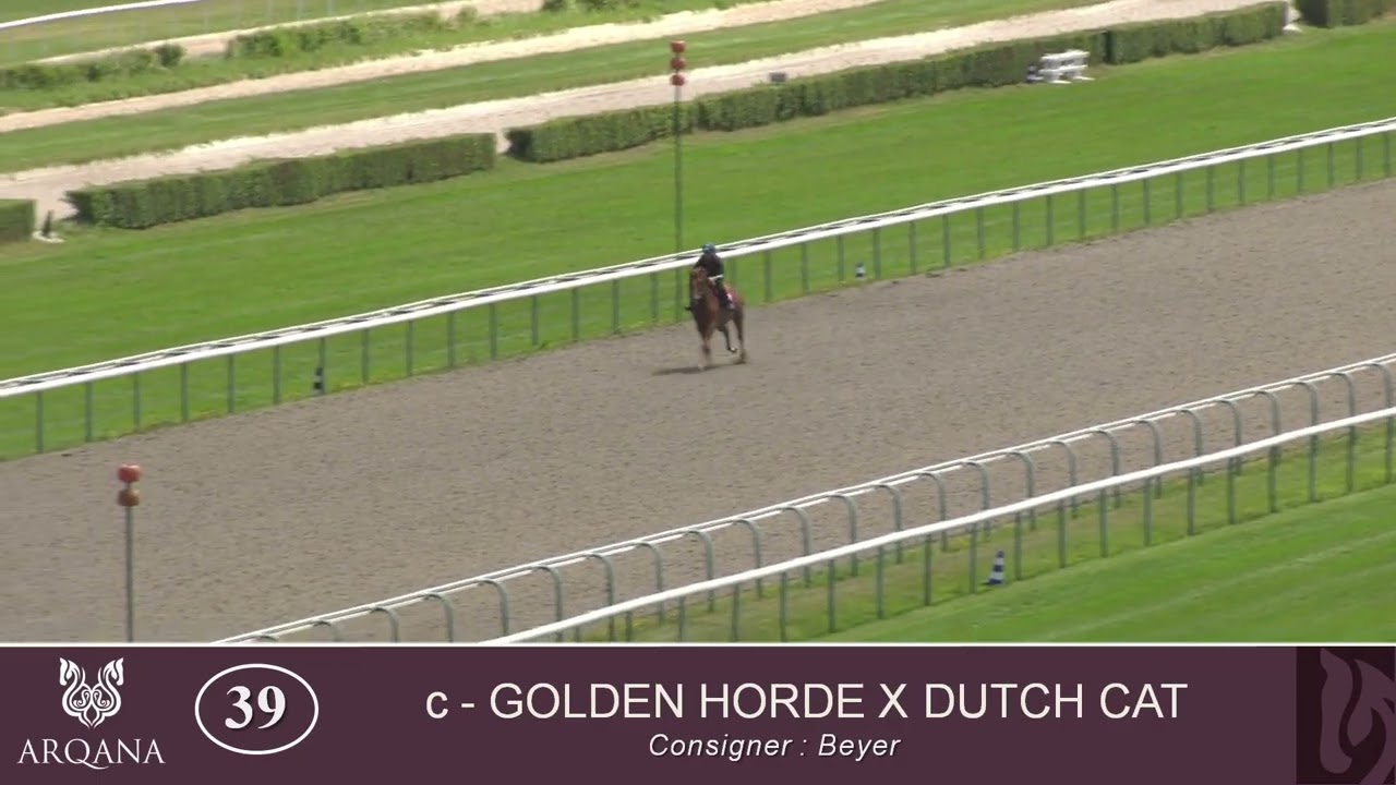 2024 Summer Sale - Lot 39 c. GOLDEN HORDE x DUTCH CAT