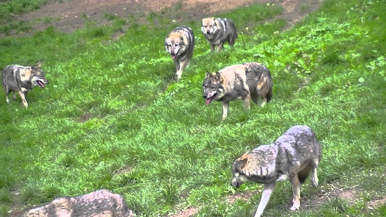 Le loup cet Animal Gentil, voici une Meute