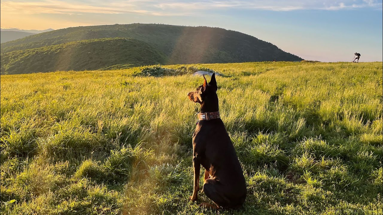 Backpacking and camping thru Roan Mountain!