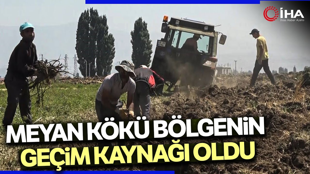 Muş Ovası'nda Yetişen Meyan Kökü Geçim Kaynağı Oldu