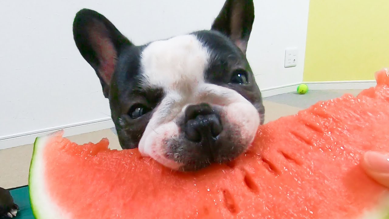 うますぎて喋ったｗスイカにかぶりつく犬！【フレンチブルドッグとボストンテリア】