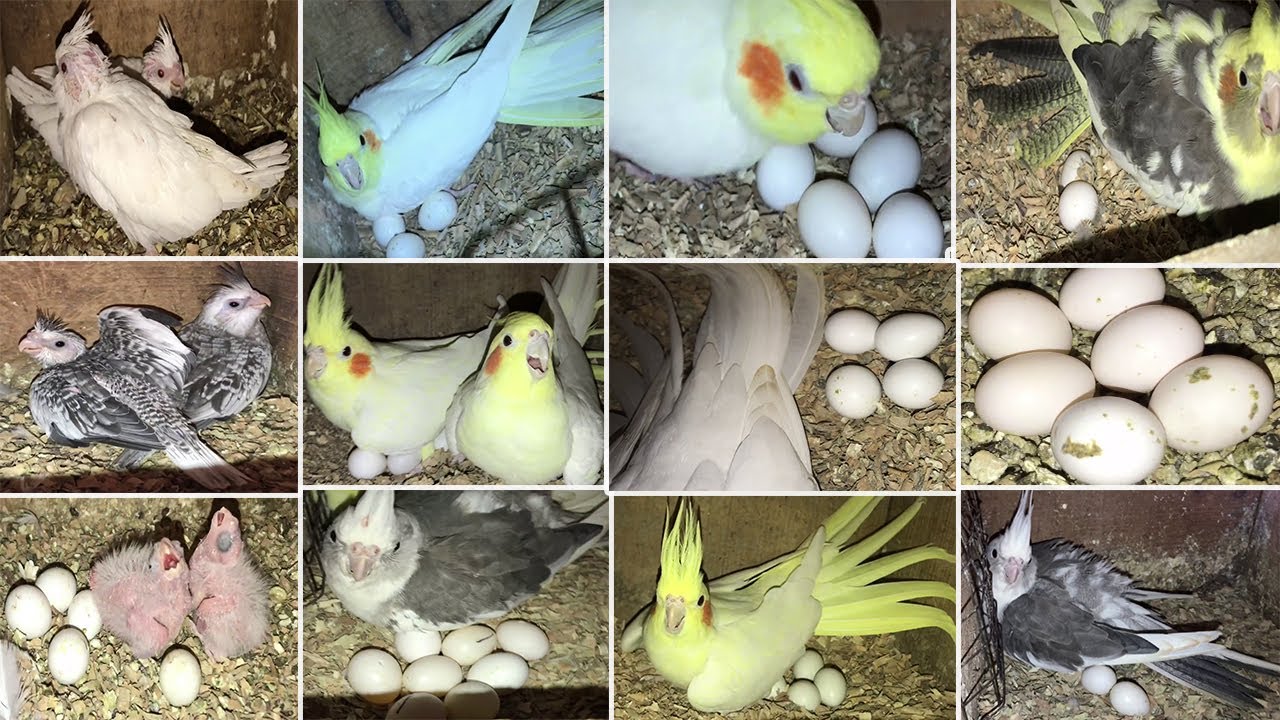 Impressive Cockatiel Breeding Progress