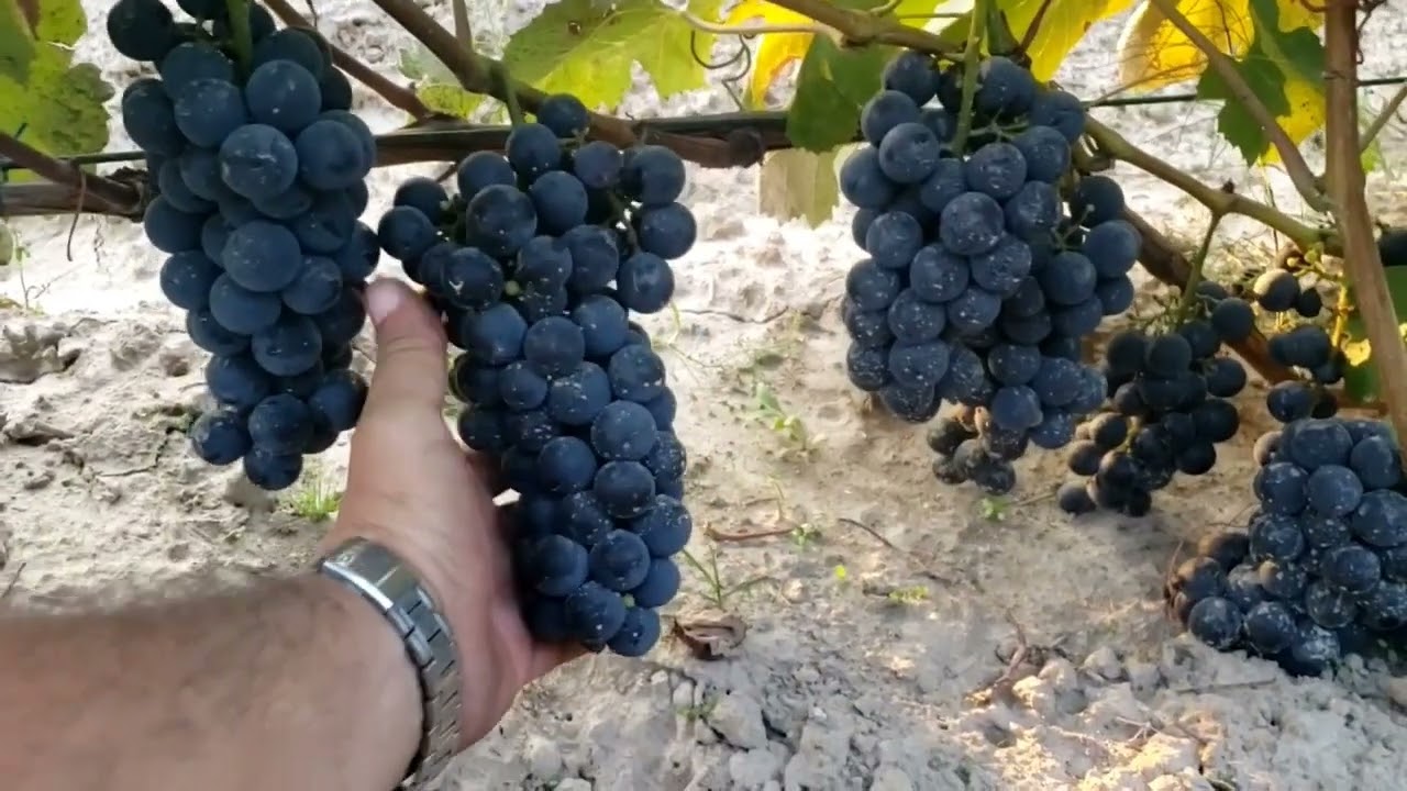 Everest Seedless