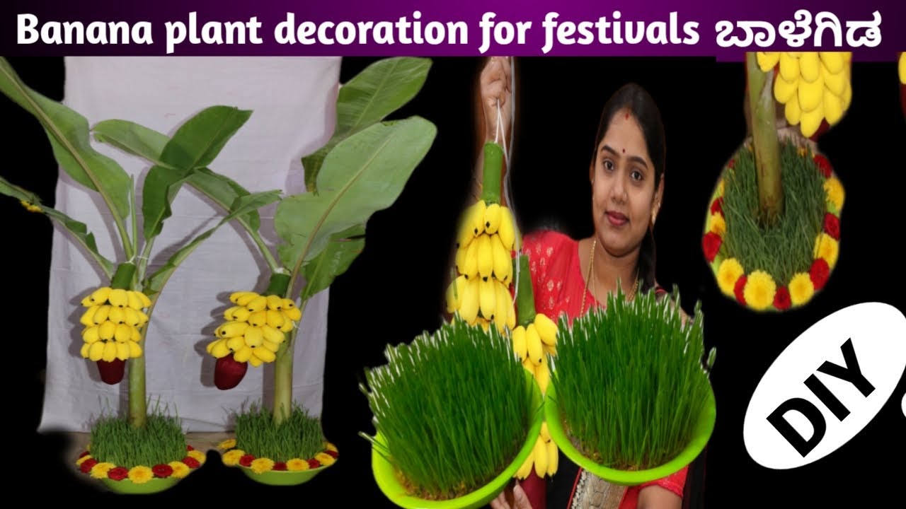 Banana plant decoration for varamahalakshmi festival/ಬಾಳೆ ಗಿಡದ ಅಲಂಕಾರ🍌🍌🍌🍌🌱🌱