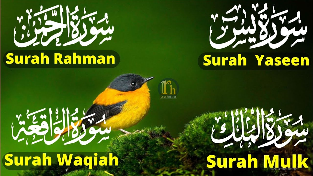 Beautiful Surah Yaseen (Yasin) | Surah Rahman | Surah Waqiah | Surah Mulk | Episode 89