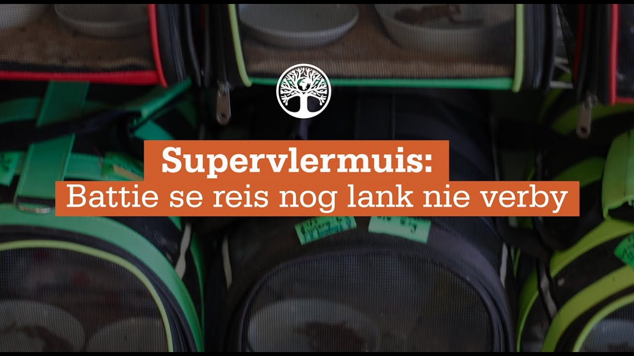 Supervlermuis Battie se reis nog lank nie verby