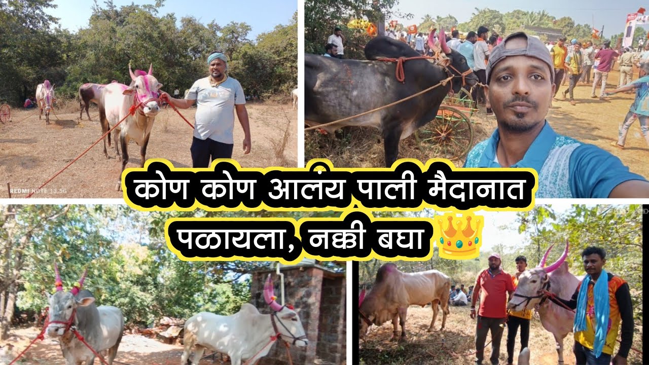 कोण कोण आलय पाली मैदानात पळायला नक्की बघा 👑#बैलगाडा #शर्यत #बकासुर #viral #trending 