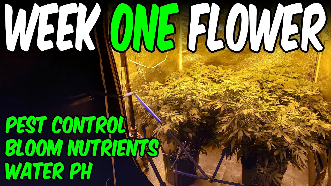 OG Kush from Seed Ep.4 Week 1 Flower Gaia Green Power Bloom
