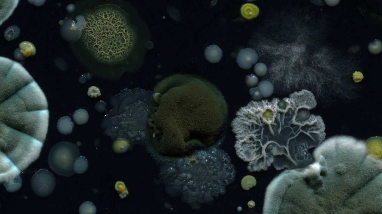 Bacteria and fungi time-lapse 1 (2K)