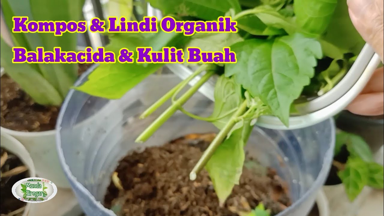 Gulma Balakacida Campur Kulit Buah Bisa Jadi Kompos Organik Tinggi Nitrogen | Komposter Galon Tumpuk