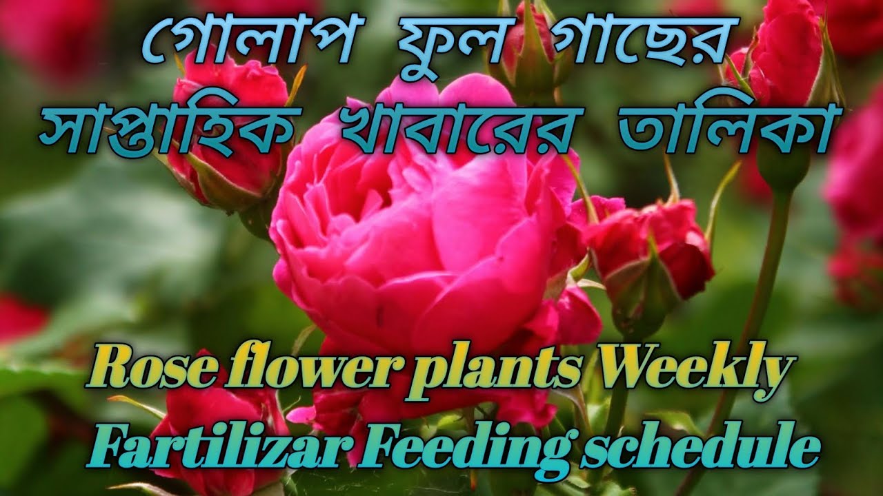 সিন্ডার মিডিয়া ও মাটির গোলাপ ফুল গাছের দৈনিক ও সাপ্তাহিক খাবারের তালিকা, Plants care& nature