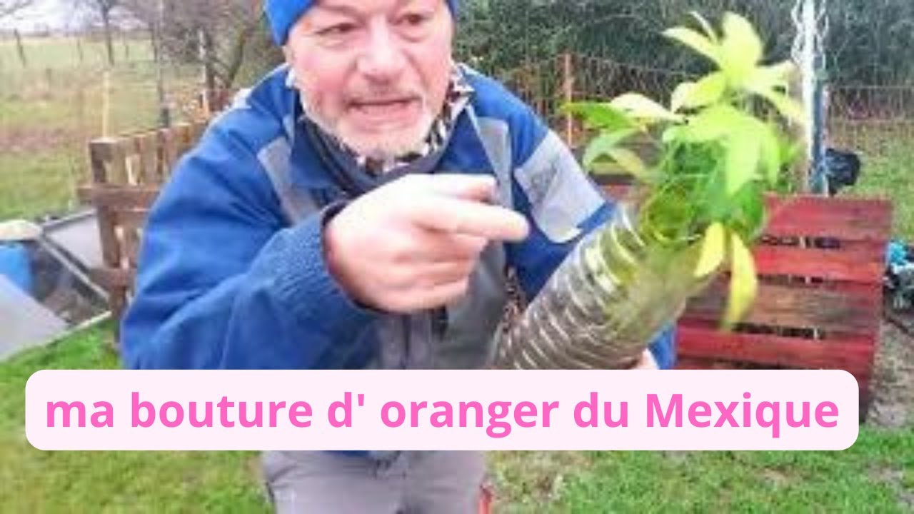 Ma bouture d'oranger du Mexique