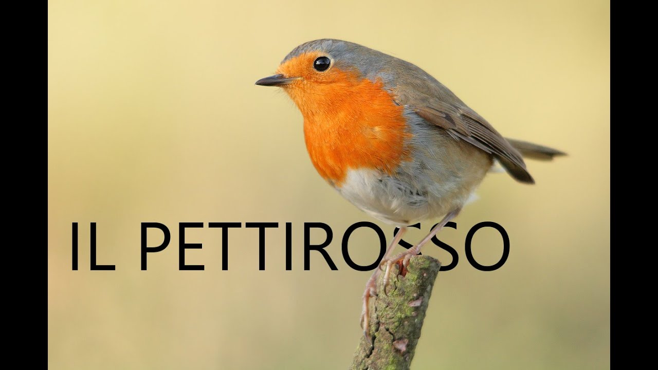 Il Pettirosso (Erithacus rubecula)