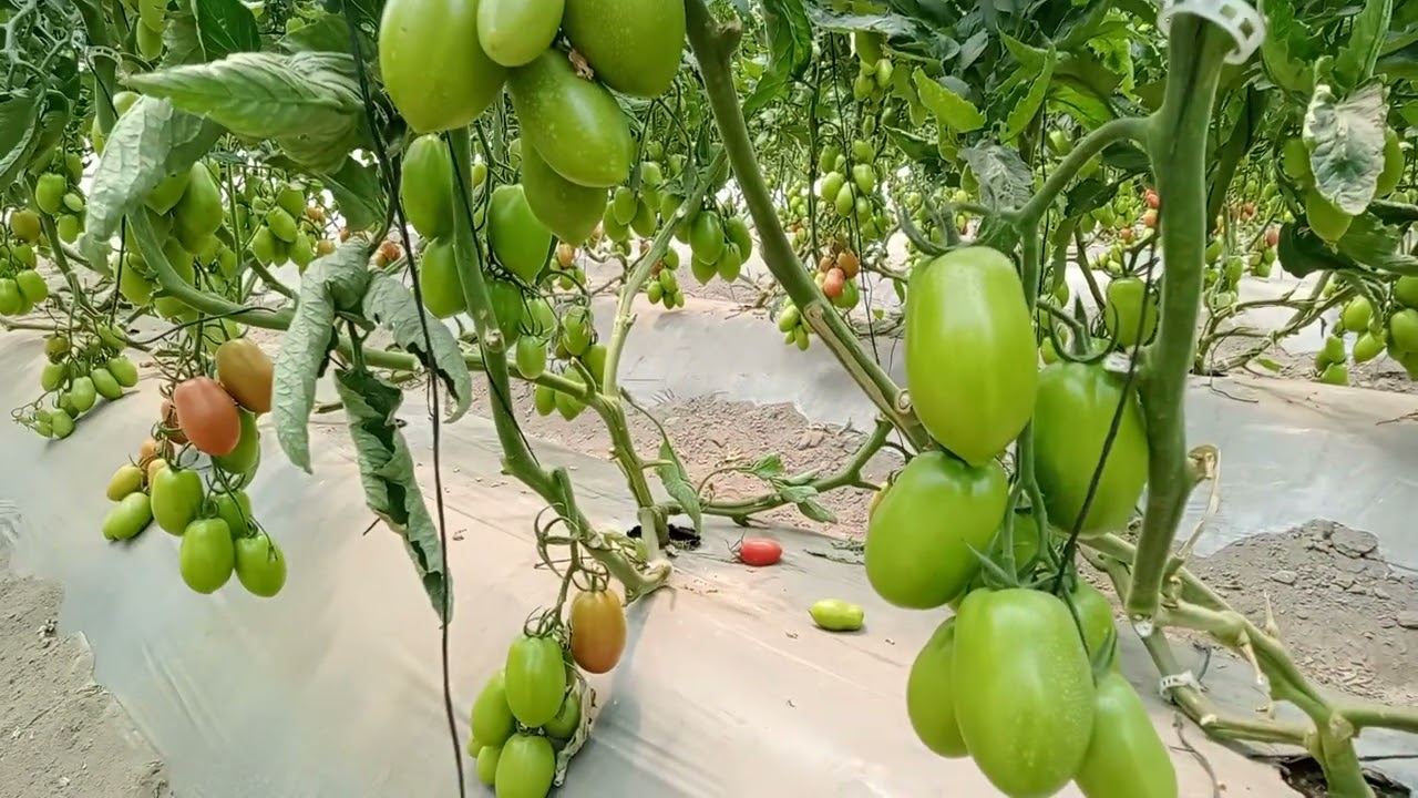 Tomate Prunaxx a 6, 5, 4 y 3 tallos