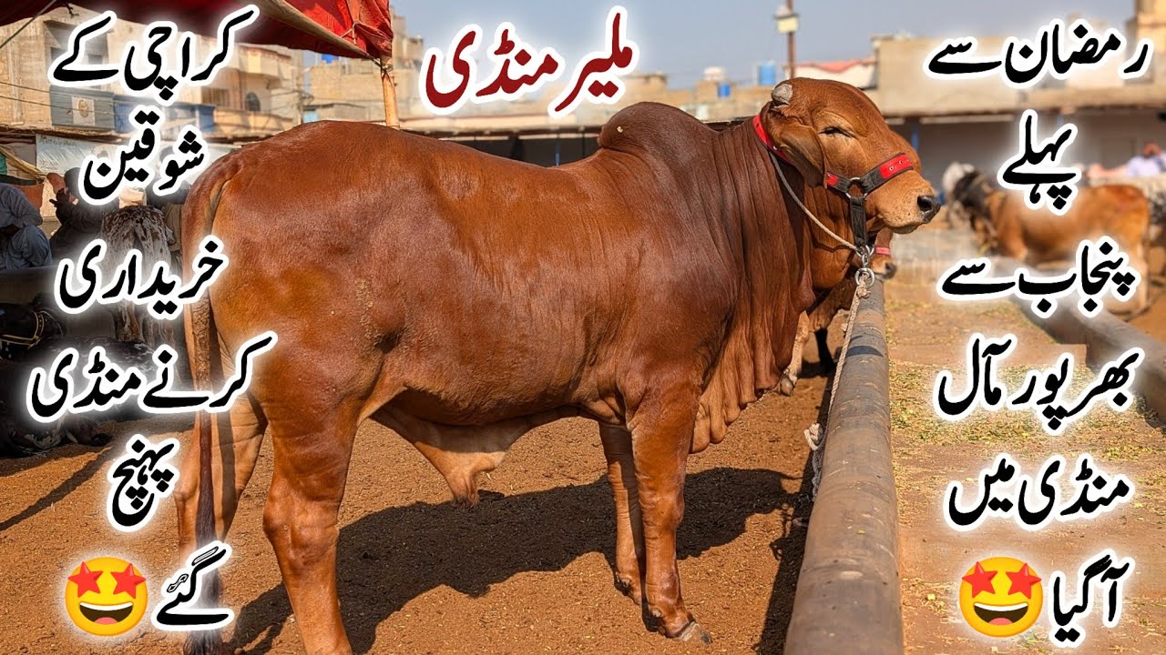 Malir Mandi Karachi Cattle Latest Rates Update 13 January 2026 || Bakra Eid Season 2026