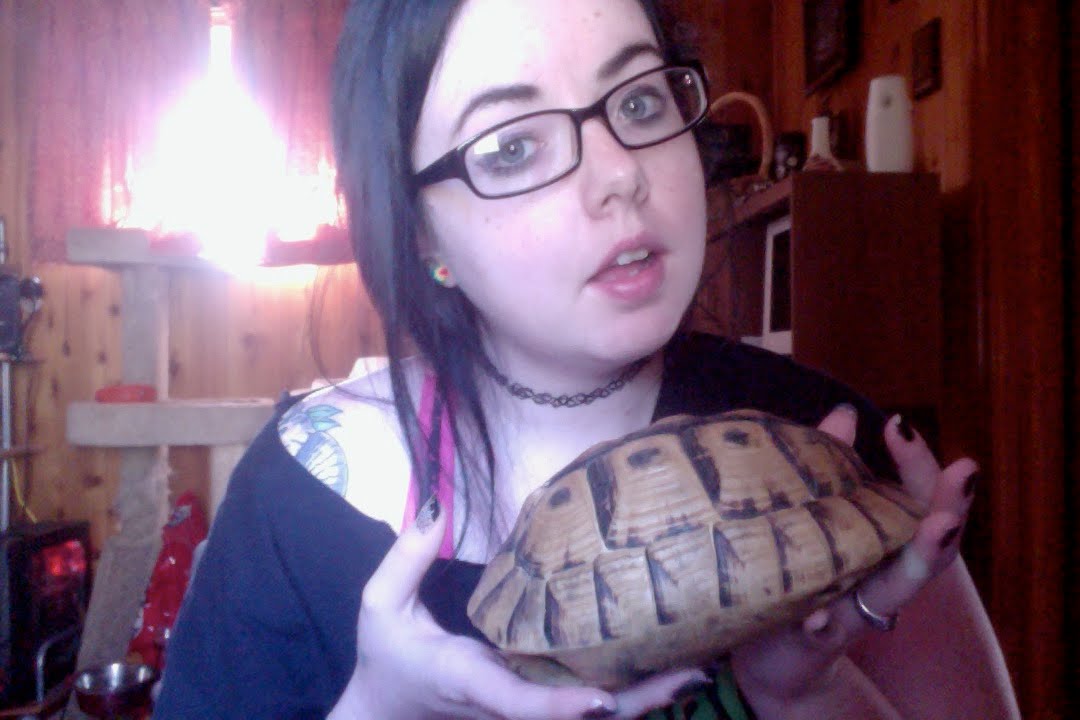 African Tortoise Shell restoration/taxidermy!