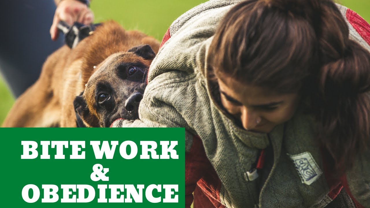 Training Session with Diva | Bitework & Obedience | Grassroots K9