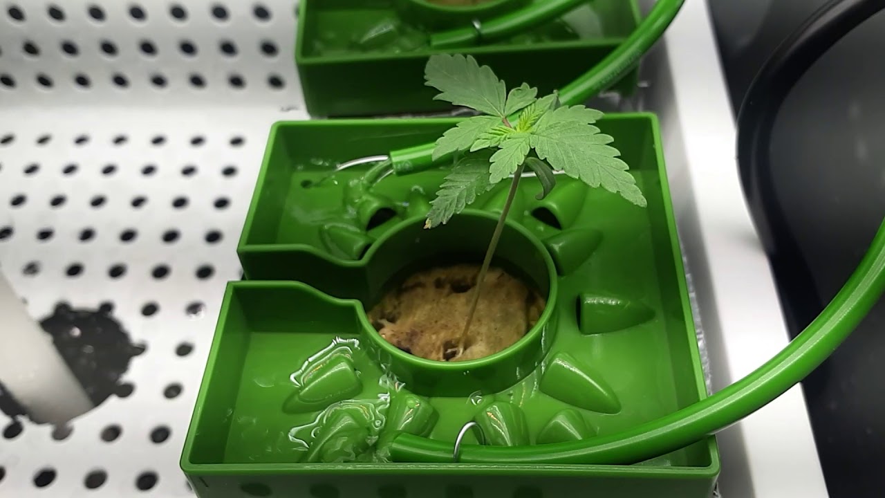 Hydroponic Cannabis -DIY Top feed Auto Irrigation.