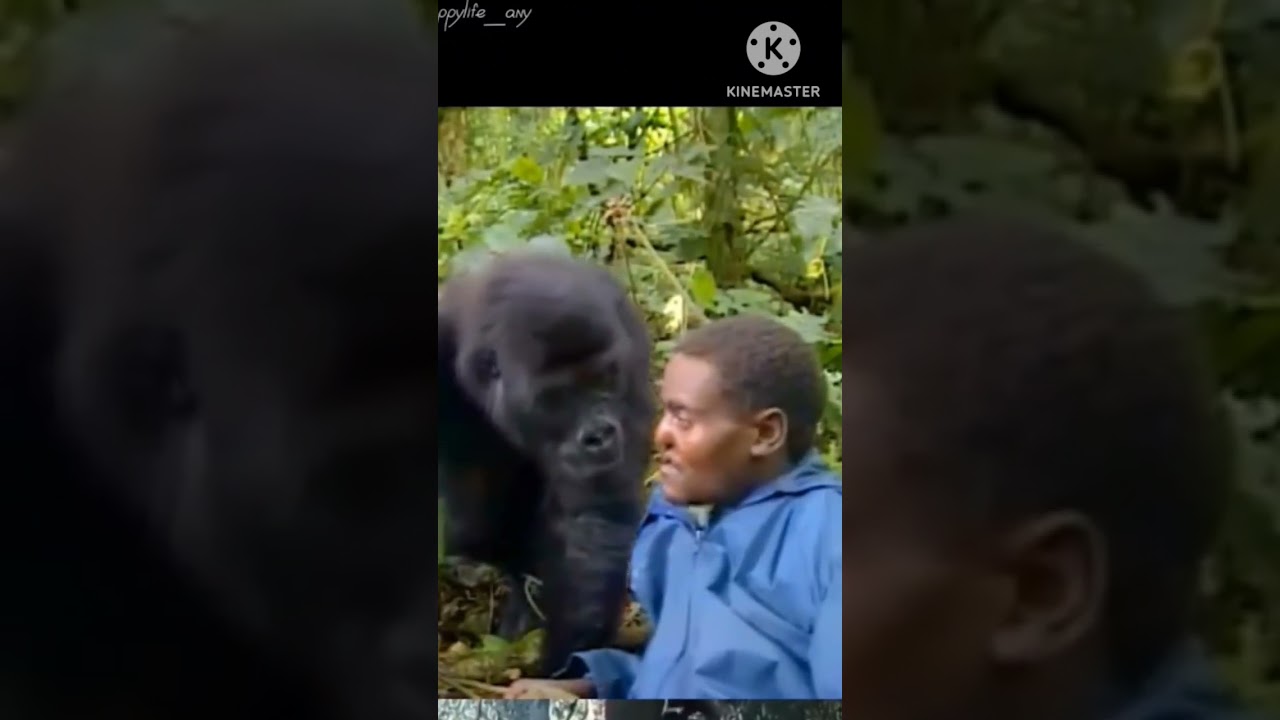 Chimpanzees attack 🦍 #monkey #shortvideo