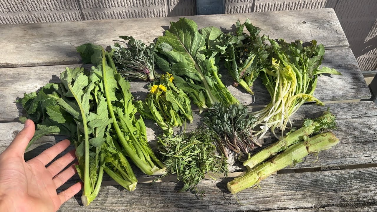 山菜採り　河川敷の雑草7種で定食を作る　カラシナ、タンポポ、ノゲシ、ヨモギ、アブラナ、キツネアザミ、ヤハズエンドウ