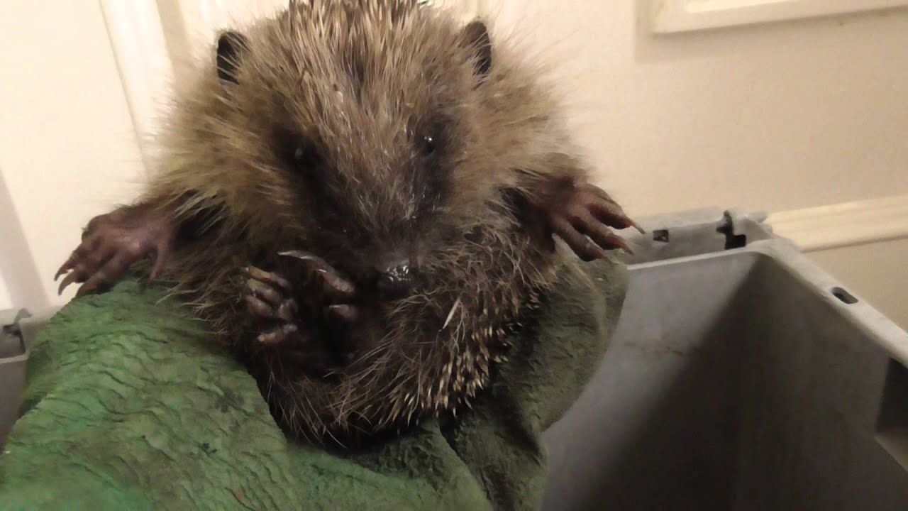 2 baby hedgehogs want hugs & flea spray cambridge UK  11Sep14 0022a