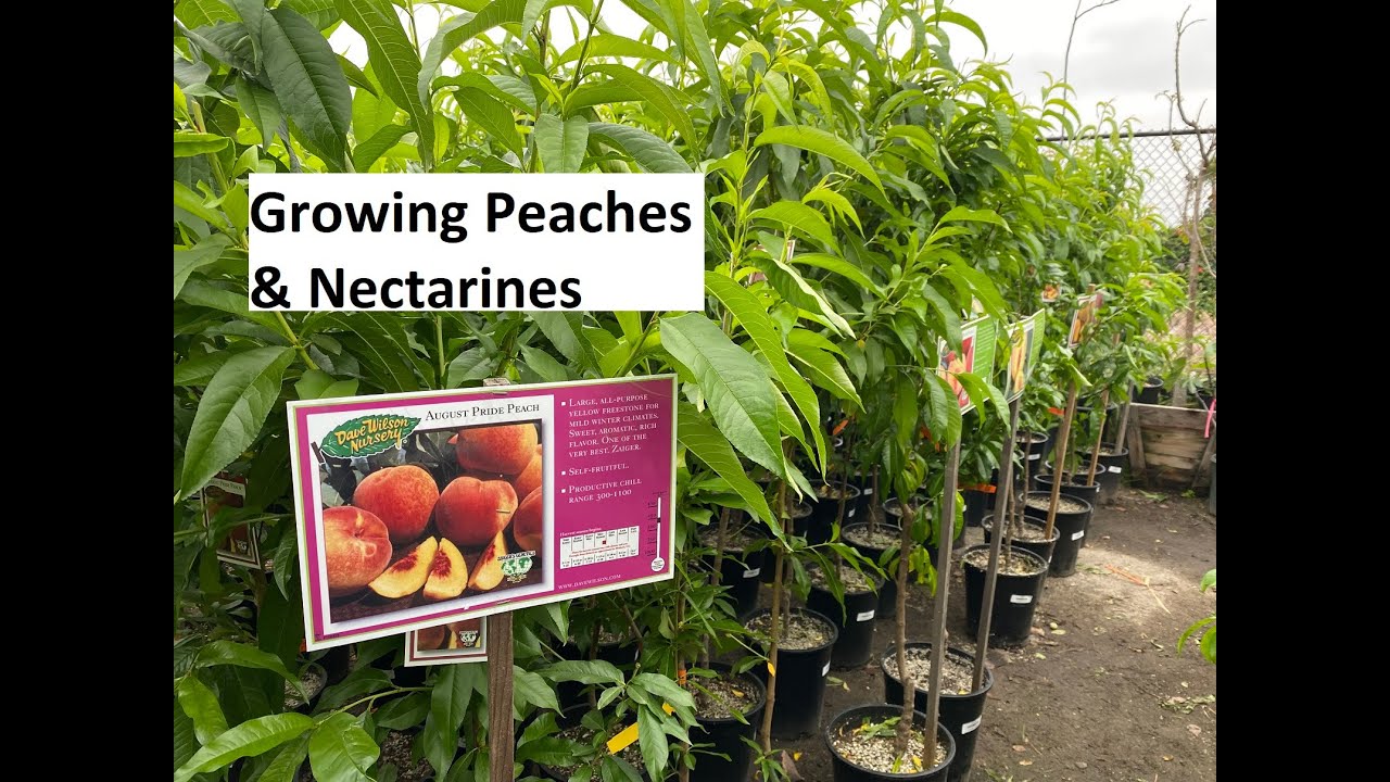 Growing Peaches & Nectarines