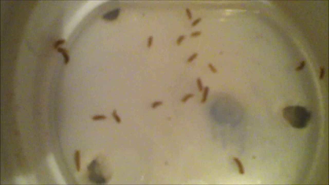 Dermestes Lardarius Eggs And Newly Hatched Larvae 2019 1