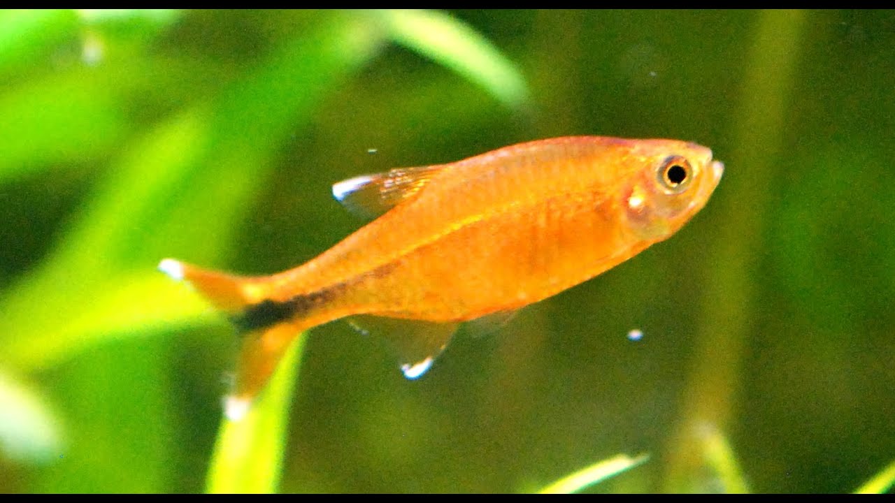 Silvertip Tetra courtship and spawning ᴴᴰ