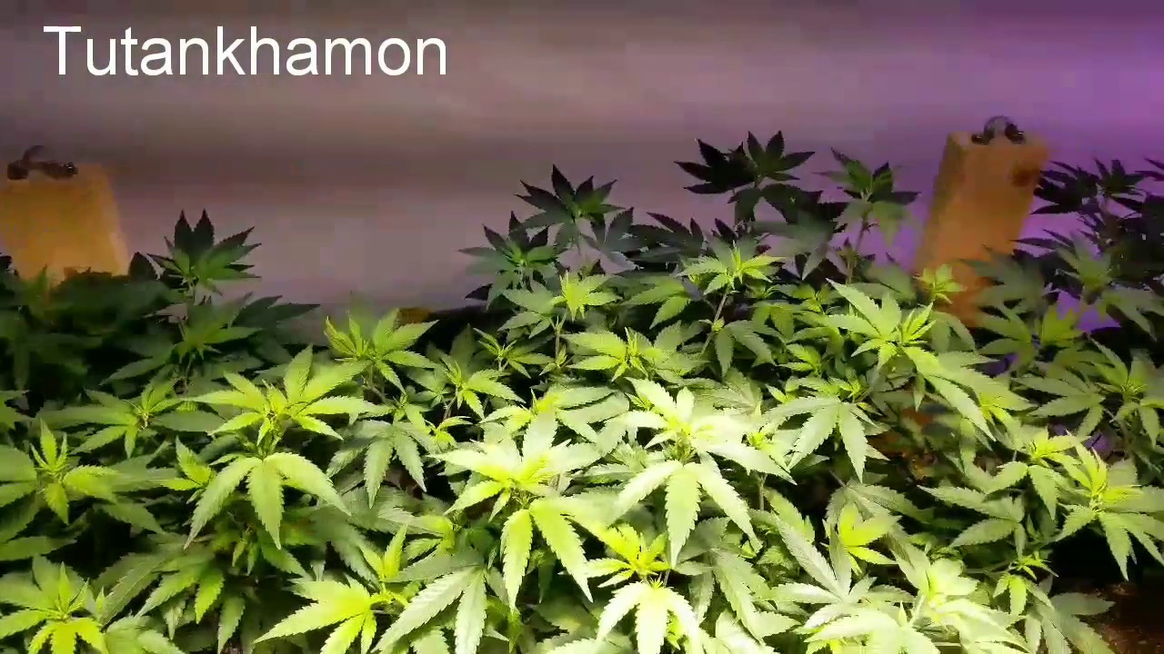 Raised bed SCROG training