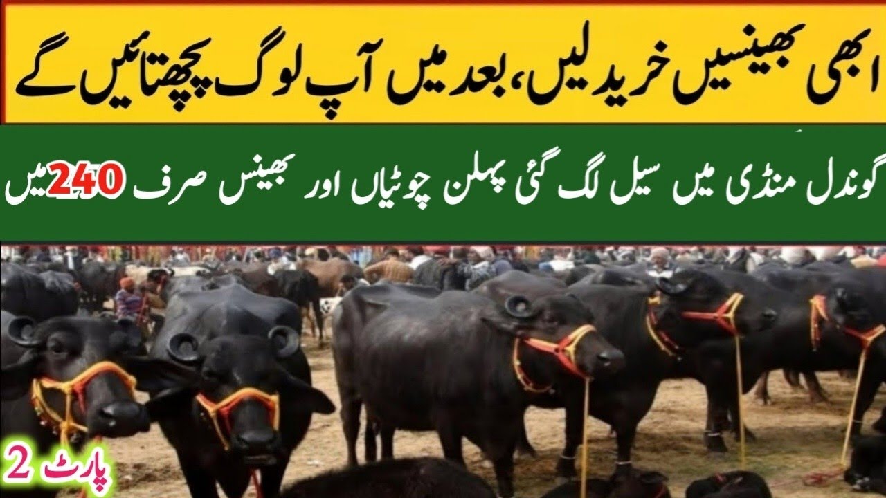 Gondal Mandi latest update 10 Oct 2025!Murrah buffalo for sale in Punjab!Low Prices buffaloes!