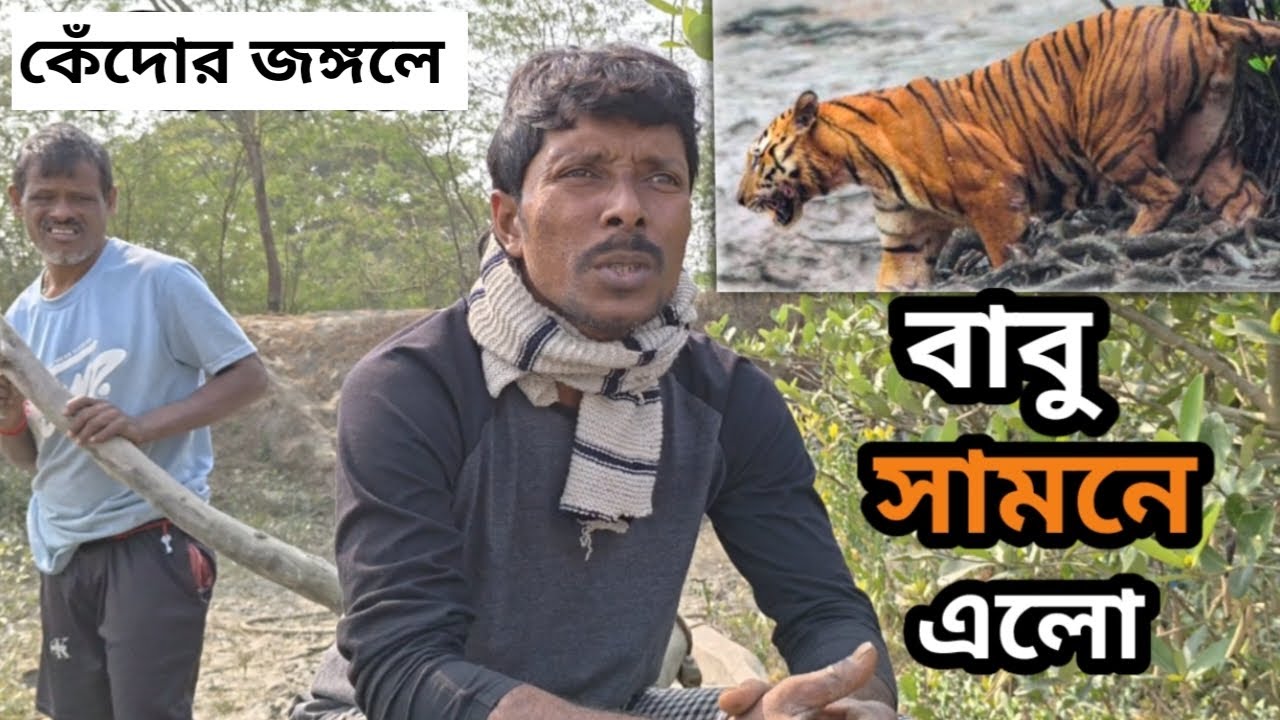 কেঁদোর জঙ্গলে বাবুর সামনে।সুন্দরবন।Sundarban Jungle story।Sundarbans