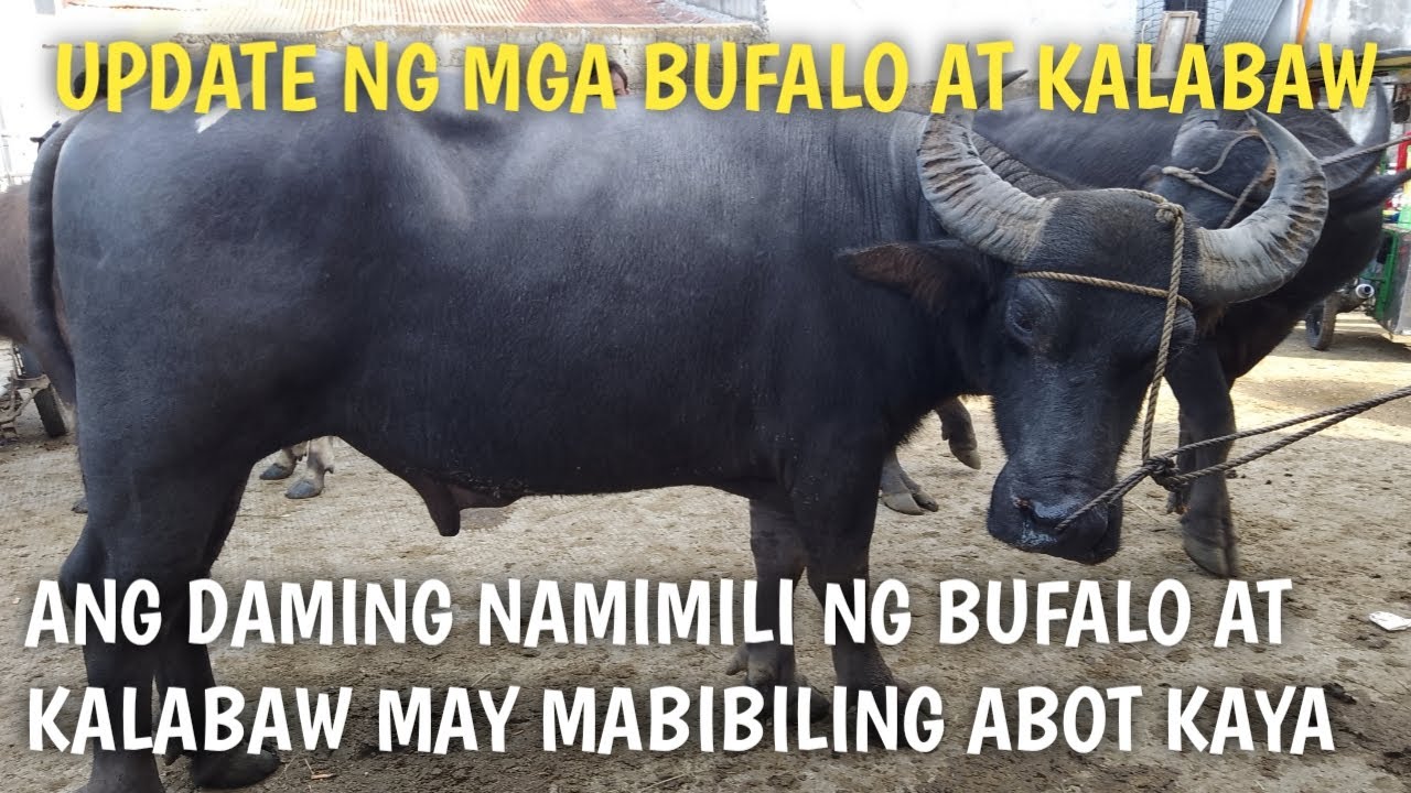Dumagsa Ang mga bufalo at kalabaw dito sa Padre Garcia Batangas..