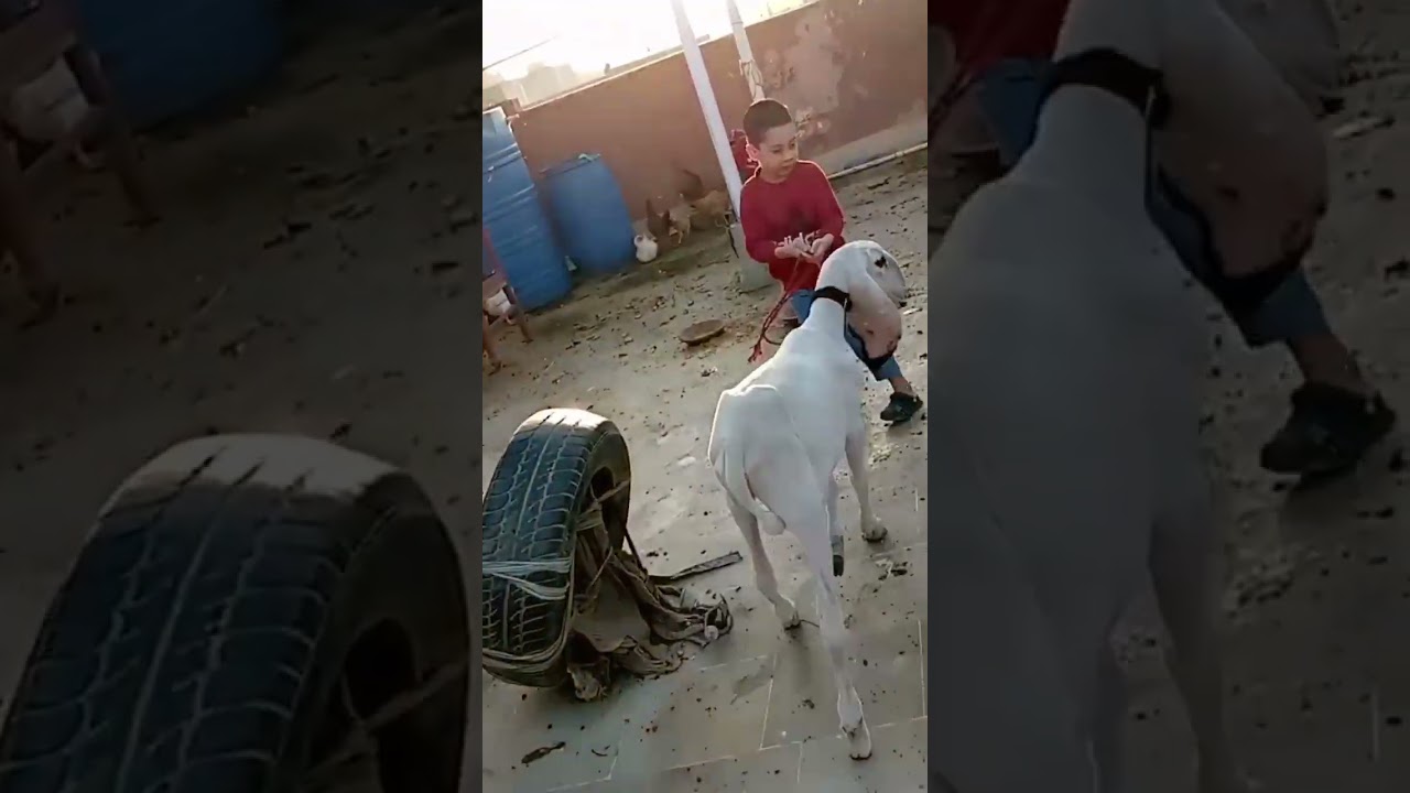 🤣 Chhote Bachon Ki Masti Aur Funny video | Family Vlog