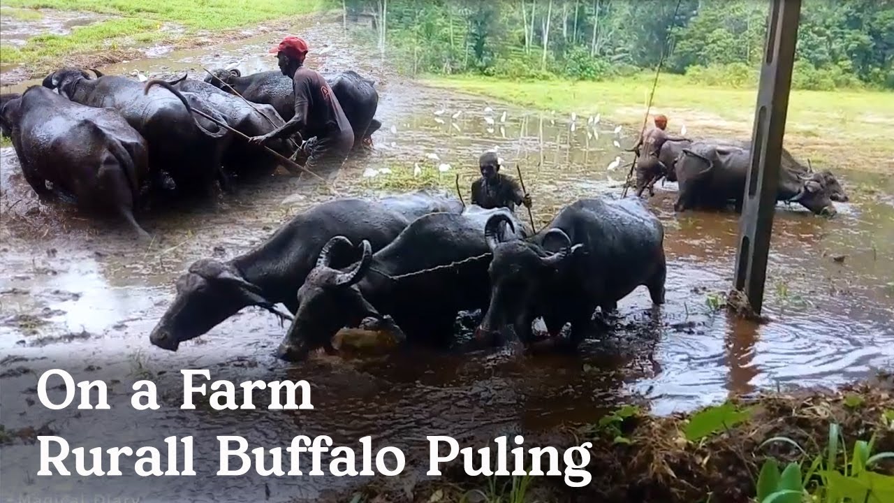 On a Farm Rural Buffalo Puling #buffalo  #villagelife  #rurallife #villagestyle #farmlife