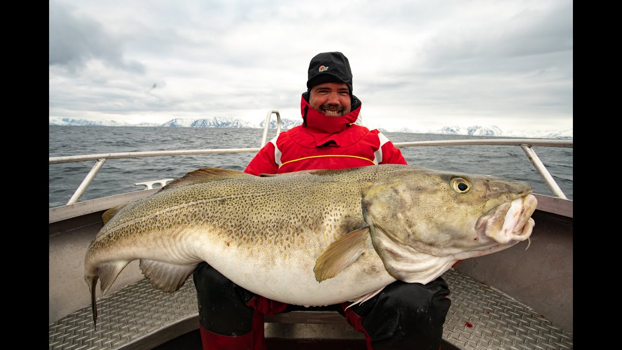 Fiske efter stor Skreitorsk  och Hälleflundra på Söröya i April -19