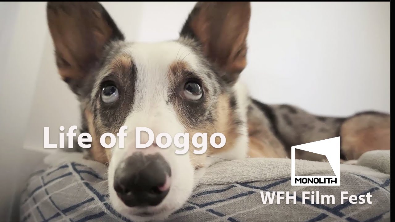 Life of Doggo - Monolith [WFH] Film Fest!