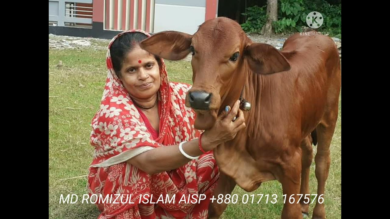ব্রাকের সংগ্রহ সংগ্রহীত কিছু বাছুরের ছবি ।#brac #RVC #Romizul #aisp ://www.facebook.com/romizulaisp/